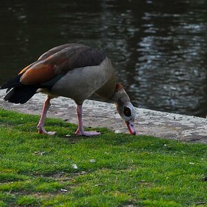 Nilgans mit Jungen 01