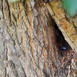 Blaumeise 04
