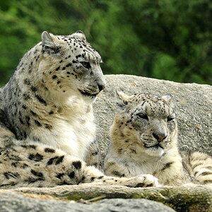 20090424 103159 Hellabrunn