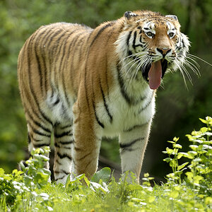 20090424 110141 Hellabrunn