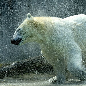 20090424 123143 Hellabrunn