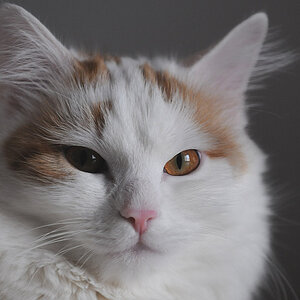 Lizzy