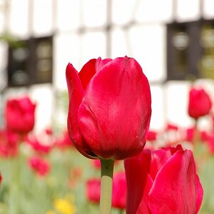 leuchtendes Rot