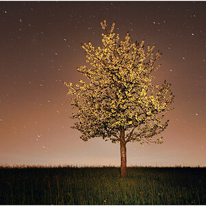 Tree 2