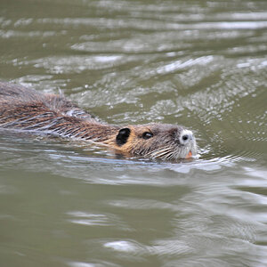 Nutria 01