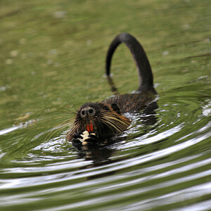 Nutria 02
