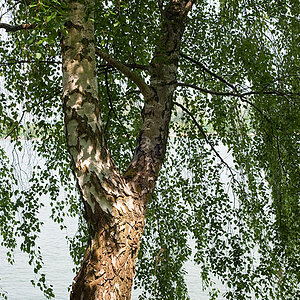 200905030408 - Birke am Rhein bei Oppenheim