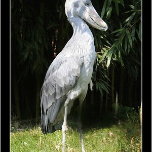 Vogelpark 03