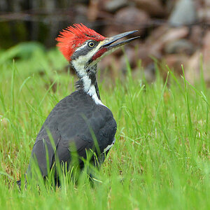 DSC 6684 Woodpecker