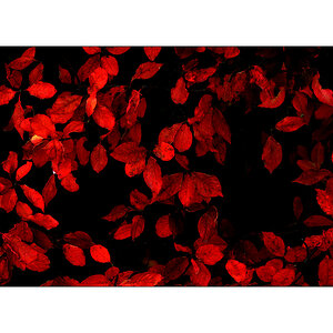 HerbstDSC 6480