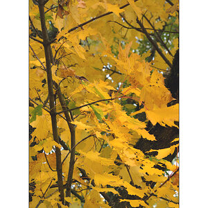 HerbstDSC 6482