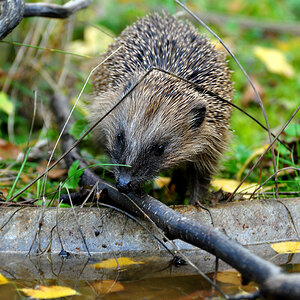 DSC 5133 Igel