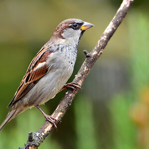 DSC 9447 Spatz
