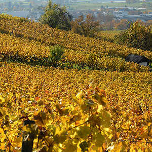 goldener wein