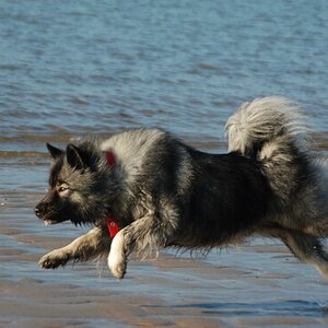 anka001