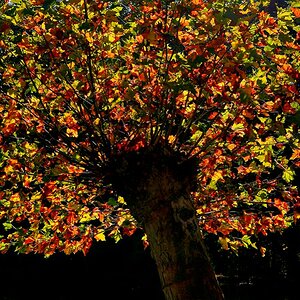 Herbstlaub 1024