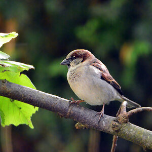 DSC 9432 Spatz