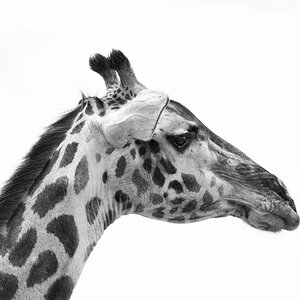tansania giraffe sw