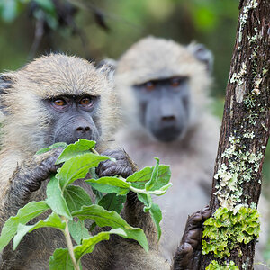 tansania arusha np affen 1