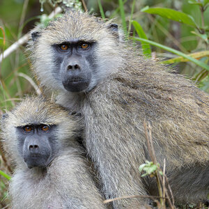 tansania arusha np affen 2