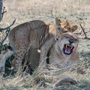 tansania serengeti loewe 1