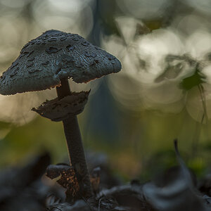 pilz2