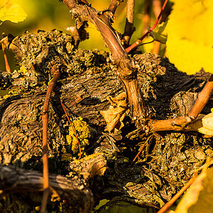 Goldener Herbst 2