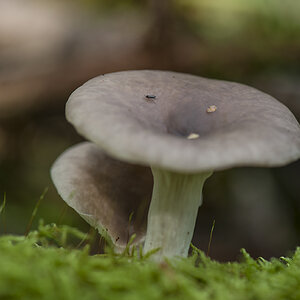 pilz1