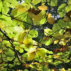 im Gegenlicht