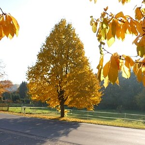 Herbstlich