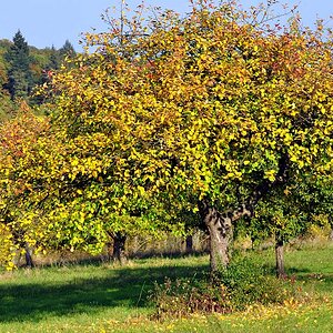 DSC 5146 Herbst
