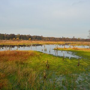 See im Wittmoor