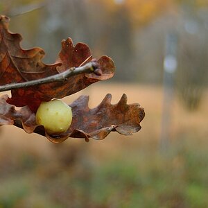 Eiche mit.....