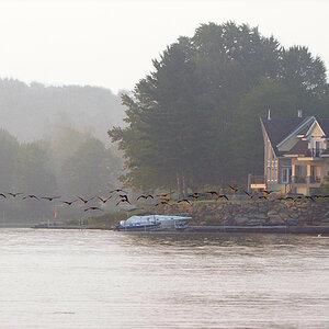 DSC 8802  40 Gänse
