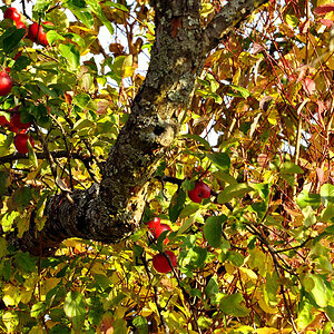 DSC 5167 Herbst