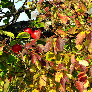 DSC 5168 Herbst