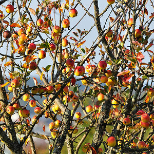 DSC 5184 Herbst