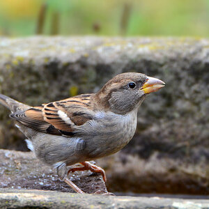 DSC 9460 Spatz