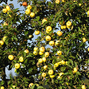 DSC 5185 Herbst
