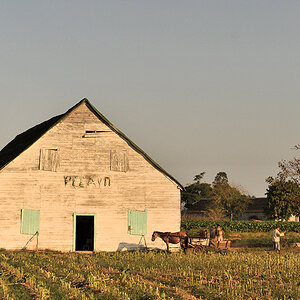 Farm. Markant sind die Tabakschuppen
5953