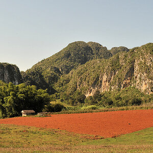 Agave, Valle de Vinales
6120