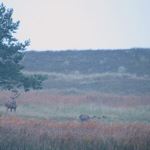 Dünenhirsch