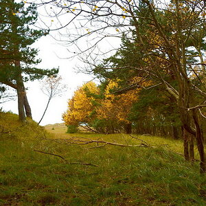 Dünenwald