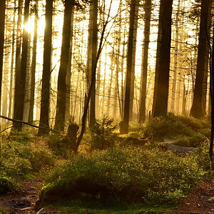 Feenlicht