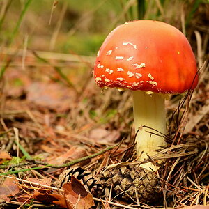 Fliegenpilz