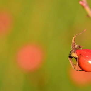 Hagebuttenrot