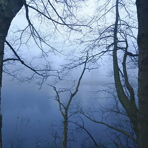 Hasselteich im Nebel