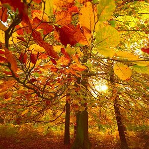 Herbstfarbe
