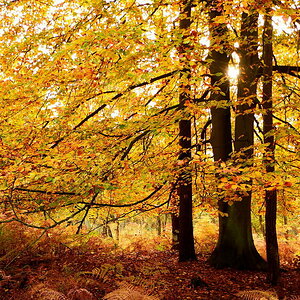 Herbstlaub