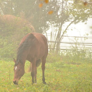 Herbstpferd